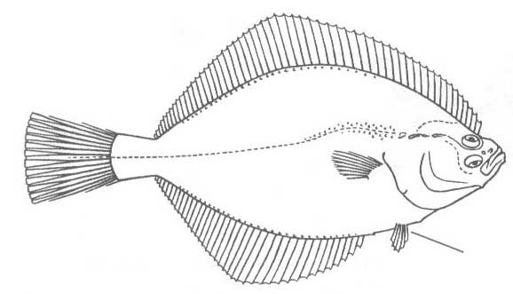 Семейство Pleuronectidae (Камбаловые).