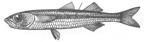 Семейство Atherinidae (Атериновые).