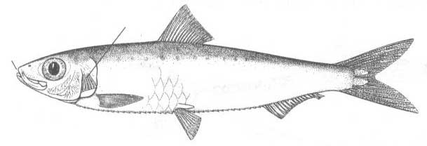 Сельдеобразные Чёрного моря (отряд clupeiformes).
