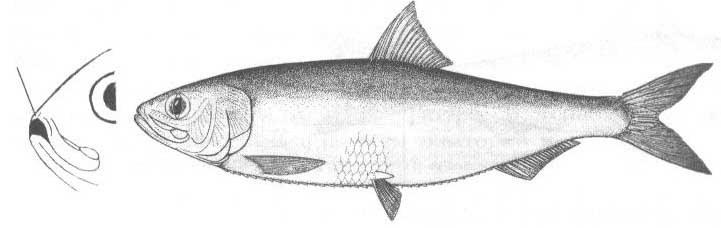 Черноморско-азовская морская сельдь (Alosa maeotica).