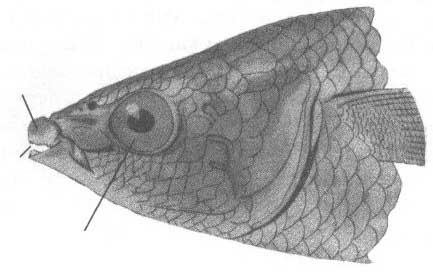 Кефалеобразные Чёрного моря - отряд mugiliformes.