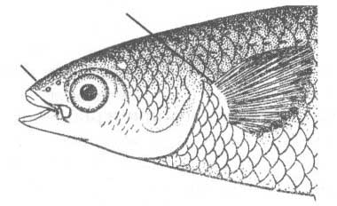 Liza haematocheilus (пиленгас).