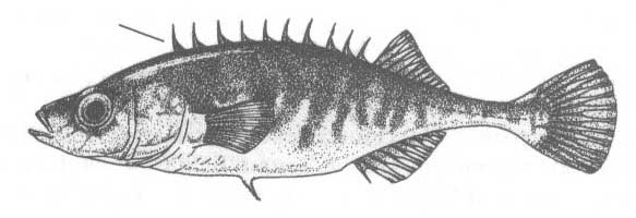 Малая южная колюшка (Pungilius platygaster).