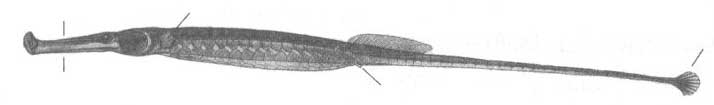 Syngnathus typhle (длиннорылая игла-рыба).