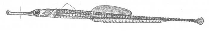 Syngnathus schmidti (черноморская шиповатая игла).