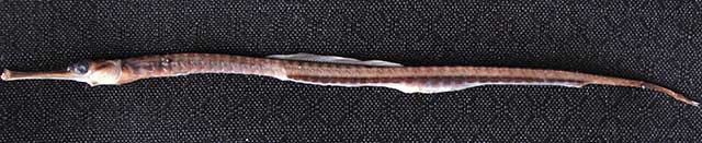 Syngnathus schmidti — черноморская шиповатая игла, пелагическая игла-рыба.