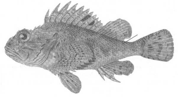 Скорпенообразные Чёрного моря. Отряд scorpaeniformes.