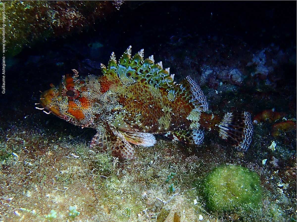 Scorpaena porcus — морской ерш, скорпена или скорпида.