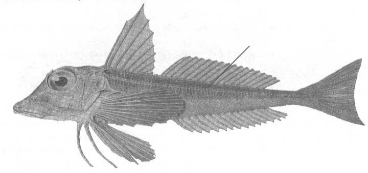 Тригловые или морские петухи Чёрного моря. Семейство triglidae.