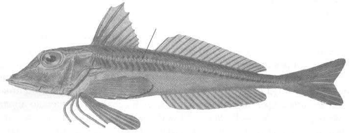 Тригловые или морские петухи Чёрного моря. Семейство triglidae.