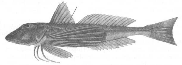 Chelidonichthys lucemus (желтая тригла).