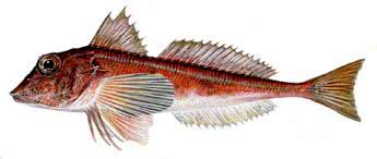 Aspitrigla cuculus (Linnaeus, 1758) — морской петух или красная тригла.