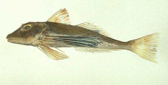 Chelidonichthys lucemus (Linnaeus, 1758) — желтая тригла, морской петух, тригла или карандич.
