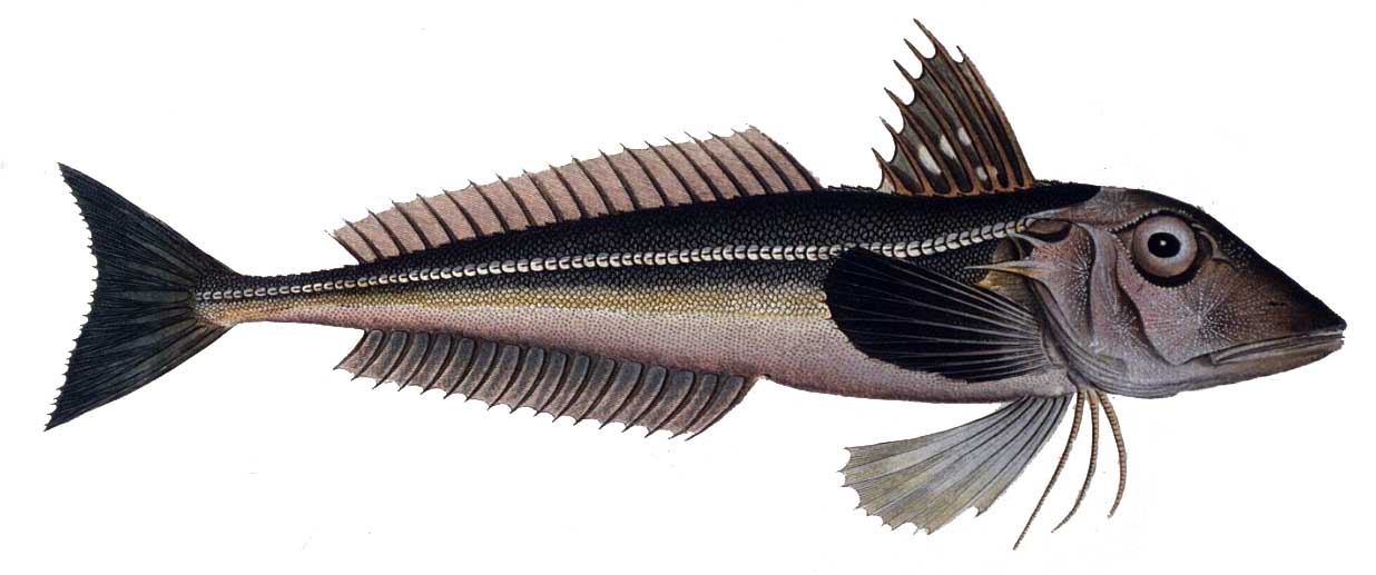 Eutrigla gumardus (Linnaeus, 1758) — серая тригла или морской петух.
