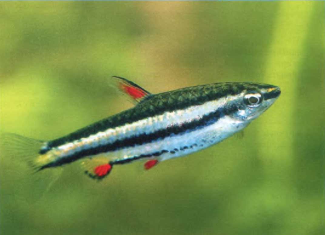 Нанностомус маргинатус из-за крохотных размеров может жить только с некрупными рыбками.
