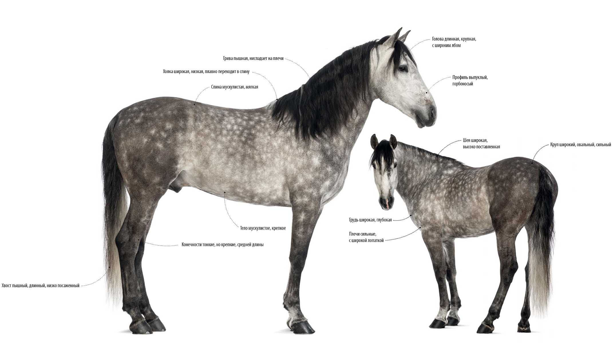 Приметы андалузской, или испанской лошади.