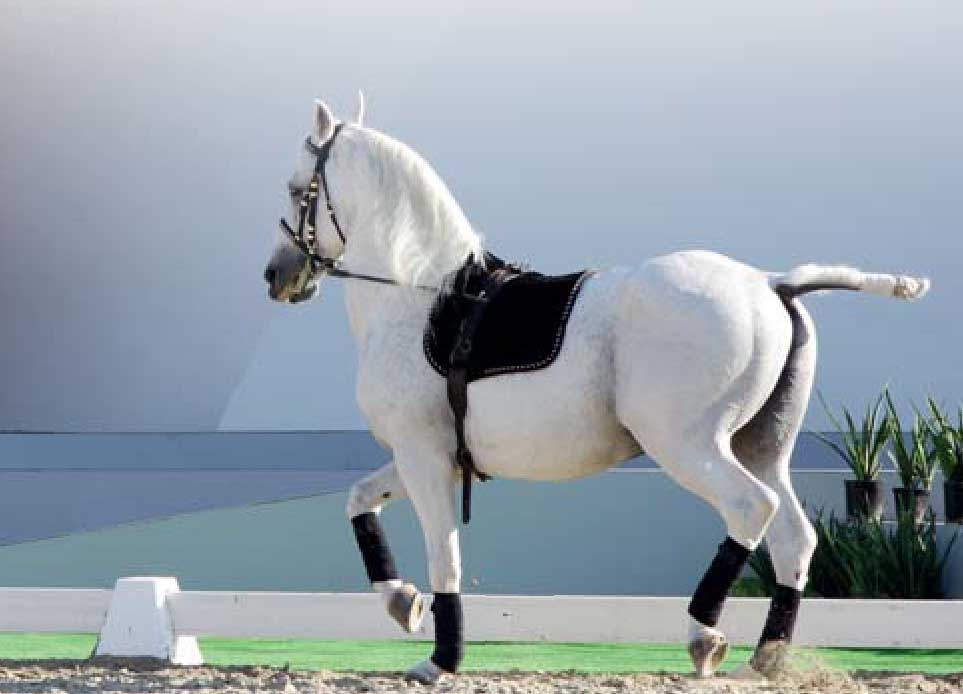 Андалузская, или испанская порода лошадей.