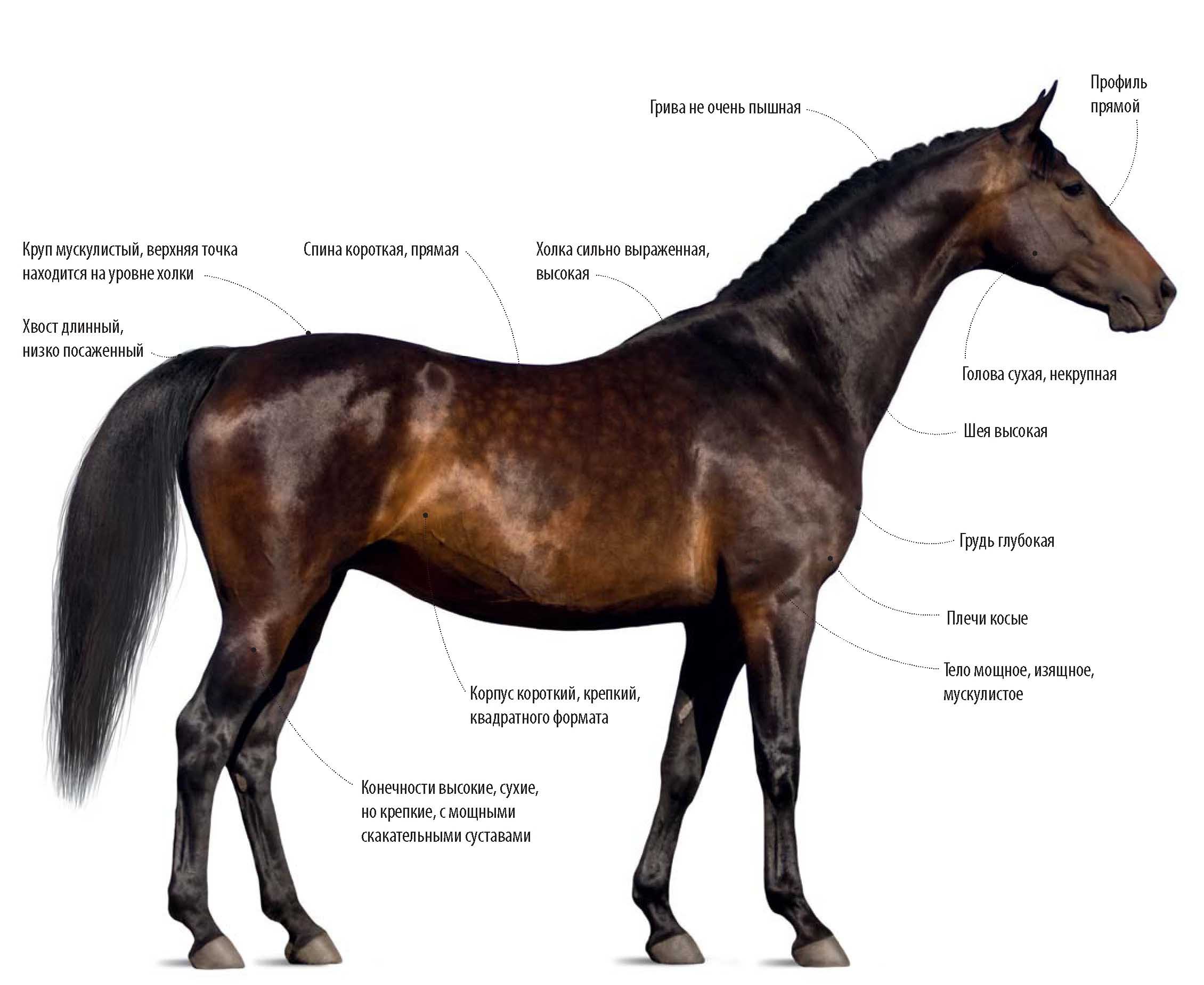 Чистокровная английская верховая порода лошади.