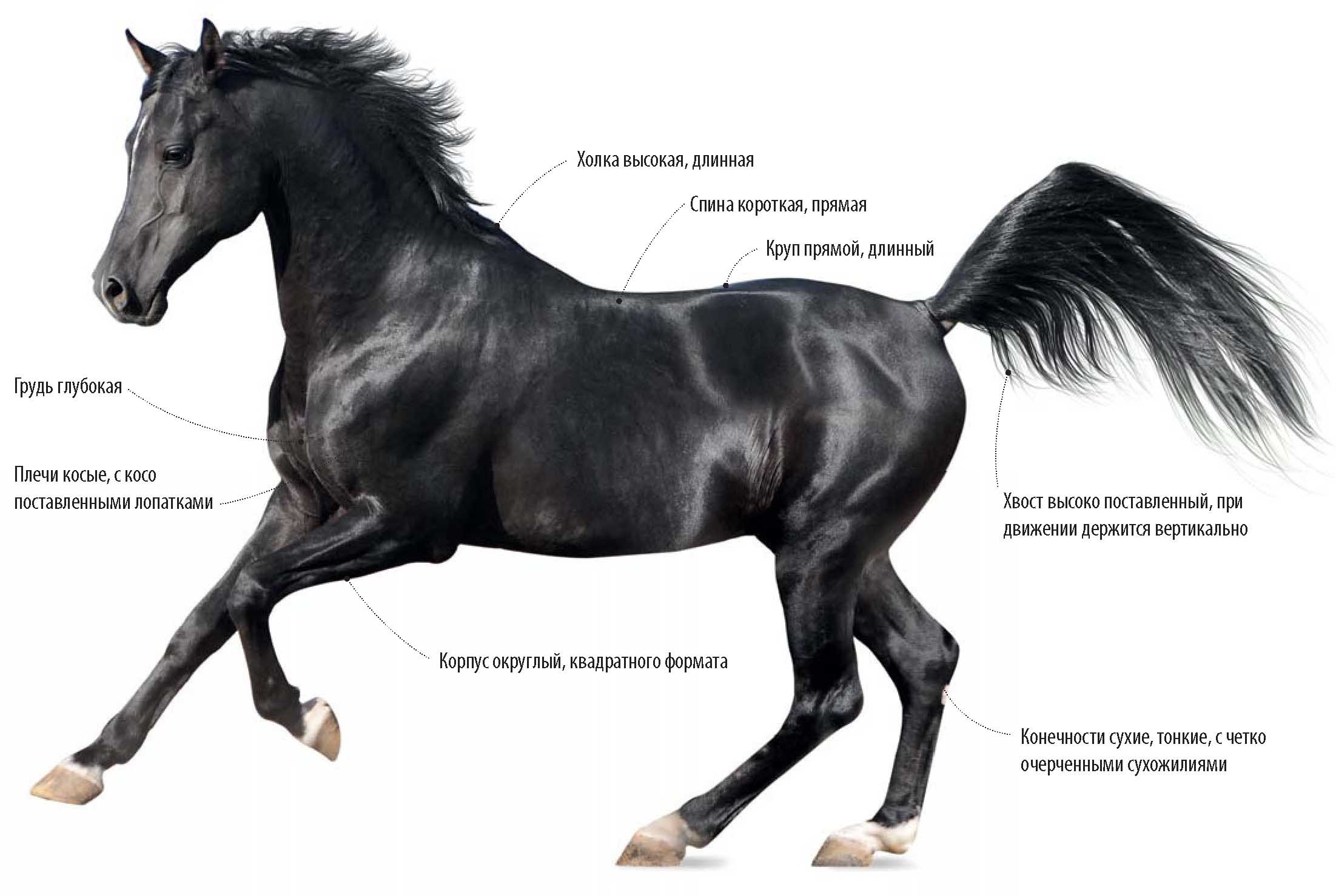 Арабская чистокровная порода лошади.