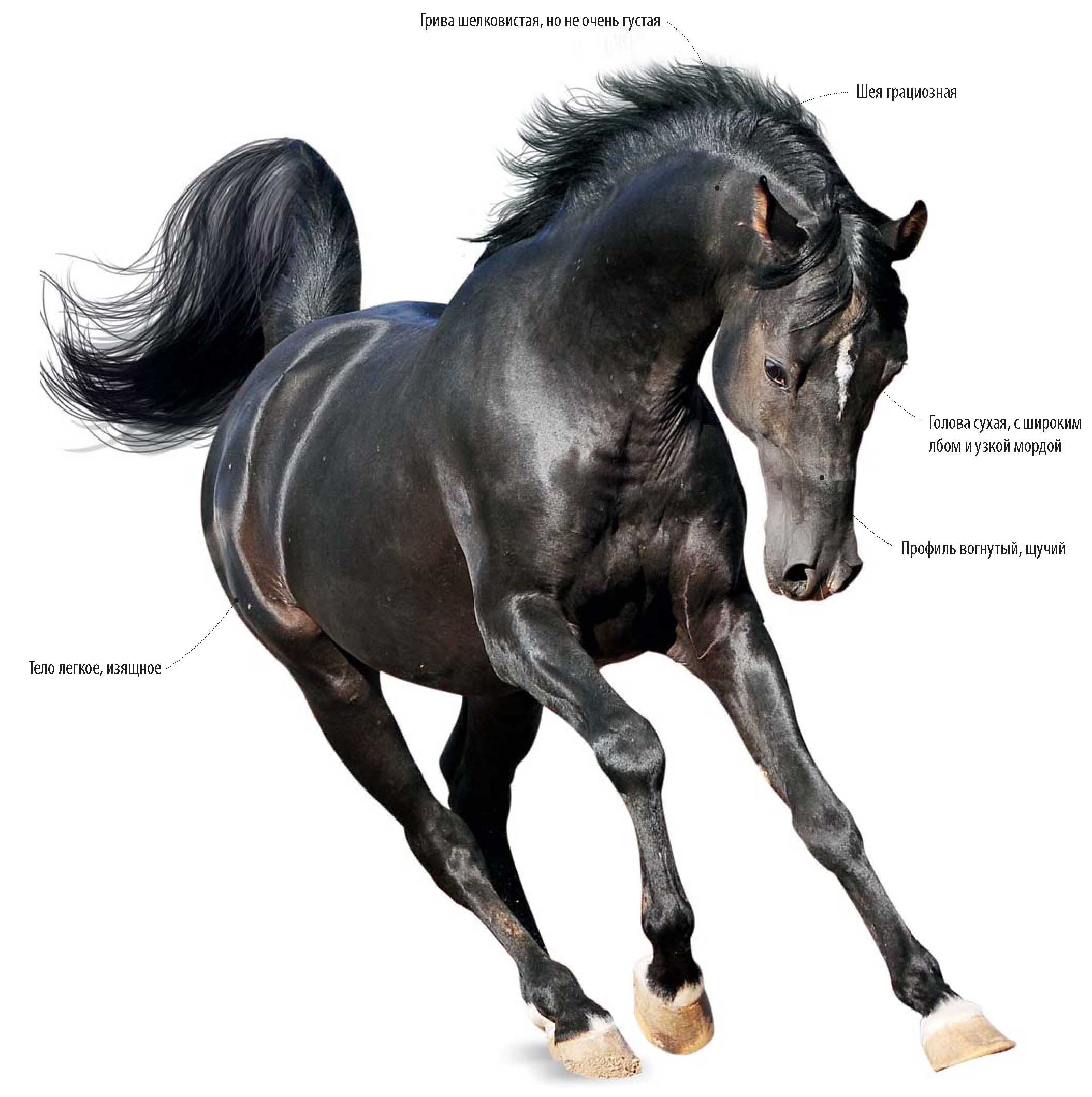 Чистокровная арабская лошадь.

