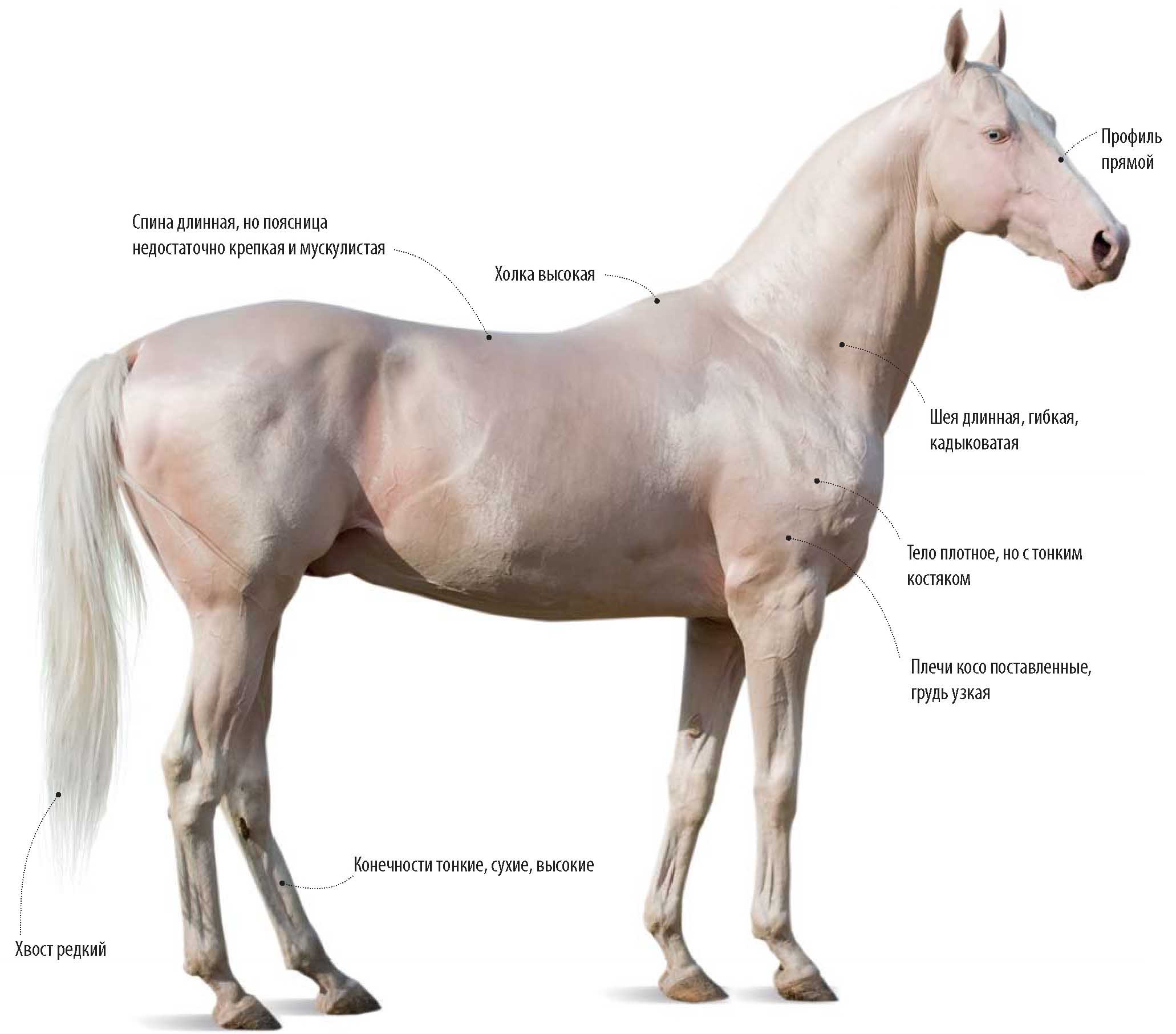 Ахалтекинская порода лошади.