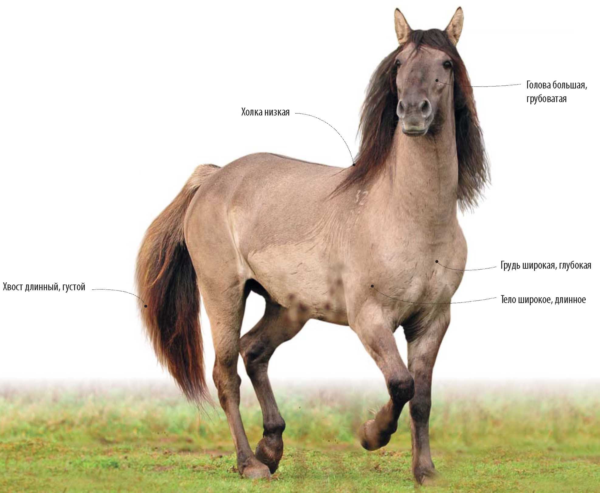 Башкирская лошадь.