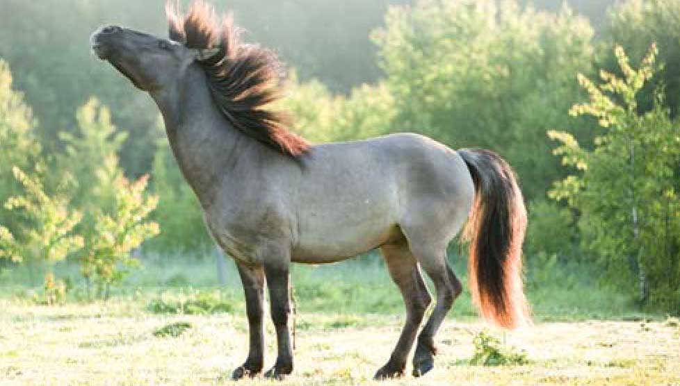 Башкирская порода лошади.