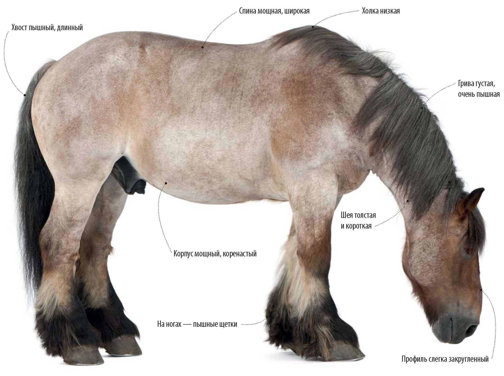 Бельгийская ломовая лошадь, или брабансон.
