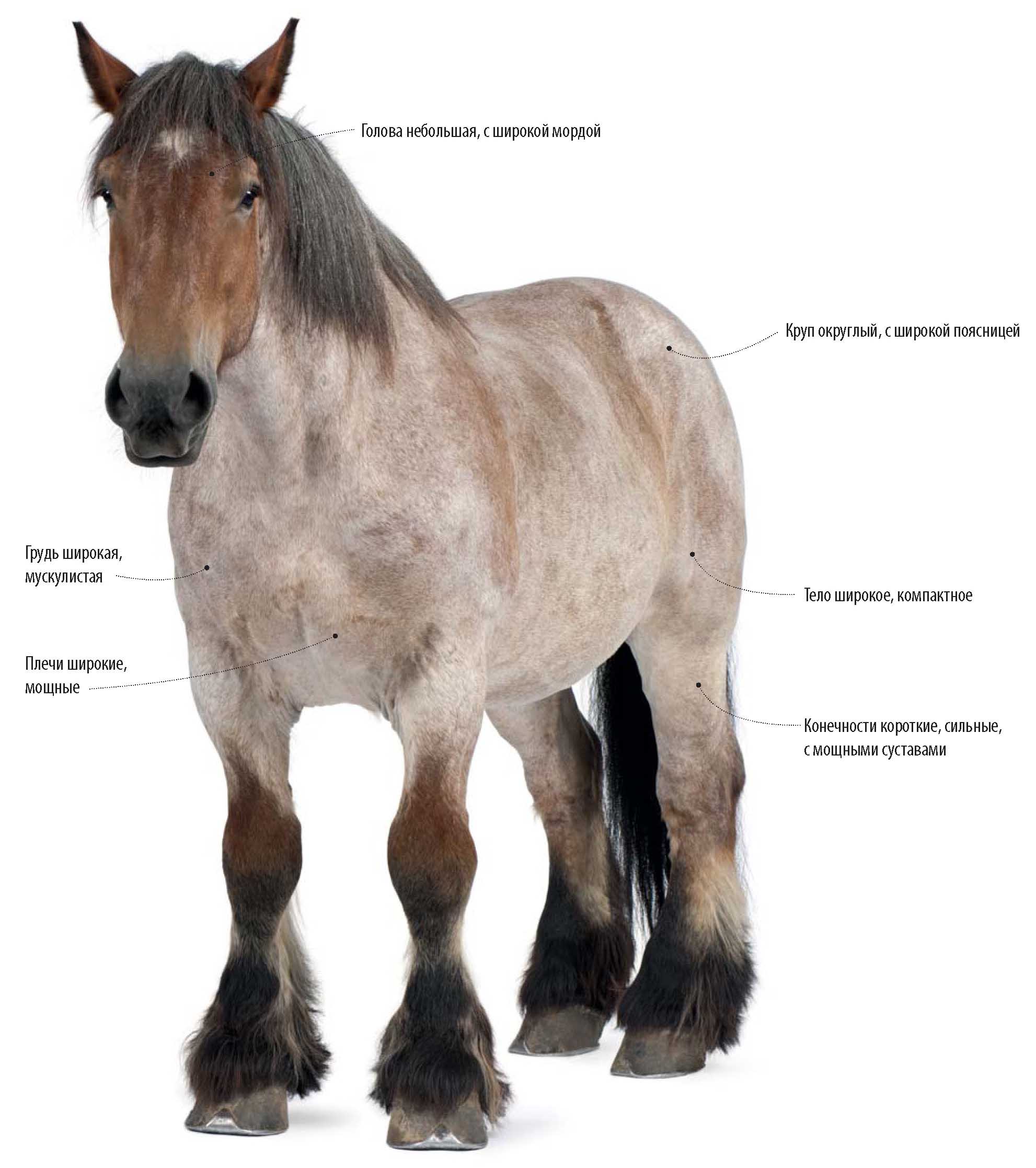 Бельгийская ломовая порода лошади.
