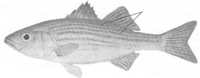 Лавраковые Чёрного моря. Семейство Moronidae.
