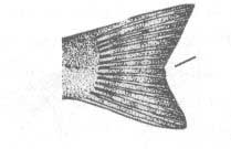 Серрановые или каменные окуни Чёрного моря. Семейство Serranidae.