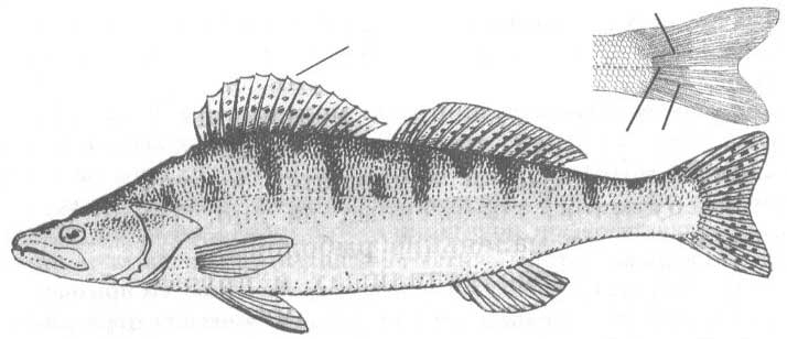 Sander marinus (морской судак).