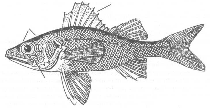 Окуневые Чёрного моря. Семейство Percidae.