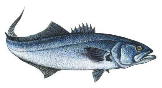 Луфаревые рыбы Чёрного моря. Семейство Pomatomidae.