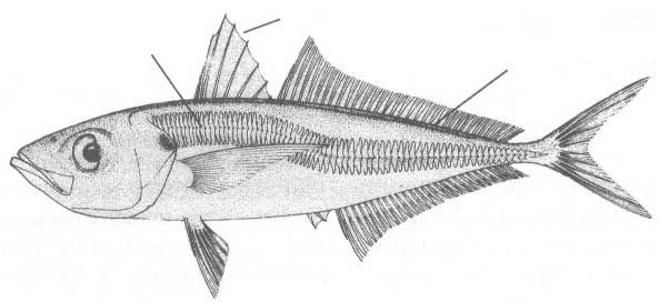 Ставридовые рыбы Чёрного моря. Семейство Carangidae.