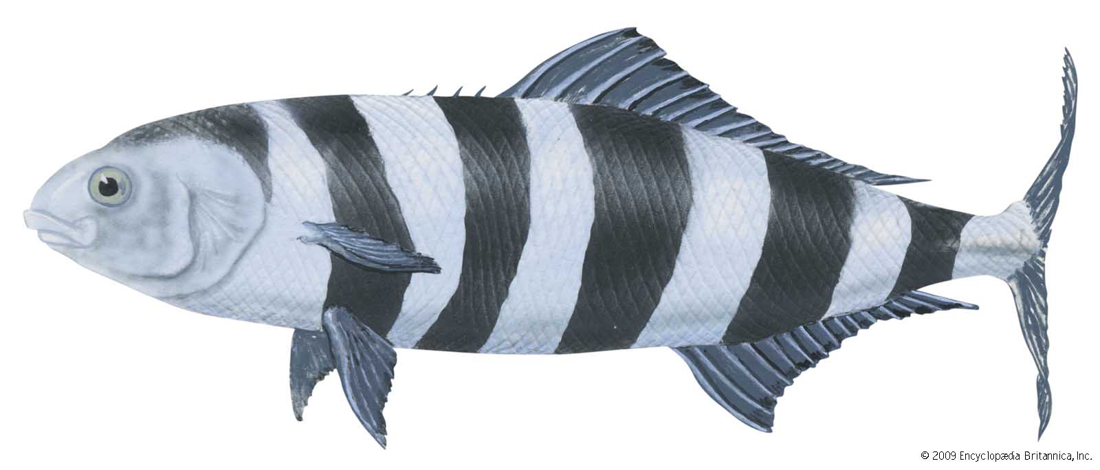 Рыба лоцман (Naucrates ductor).