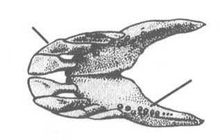 Спаровые или морские караси Чёрного моря. Семейство Sparidae.