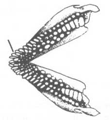Lithognathus mormyrus (атлантический землерой).