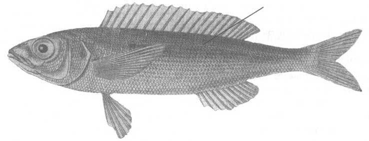 Смаридовые рыбы Чёрного моря. Семейство Centracanthidae.