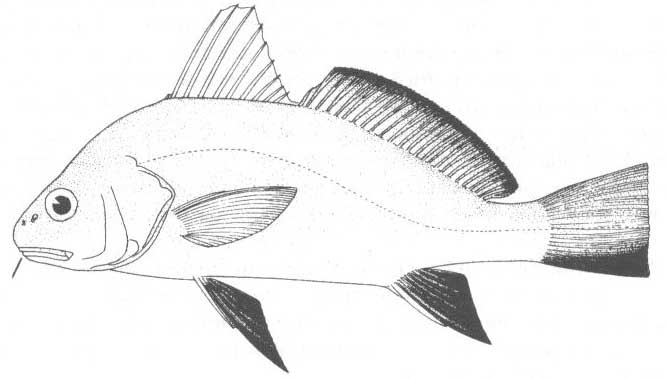 Горбылевые Чёрного моря (семейство Sciaenidae).