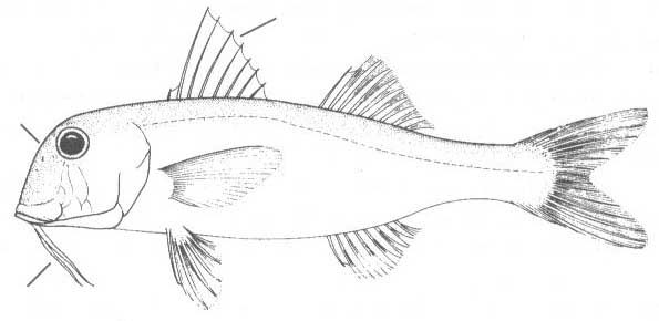 Mullus barbatus (султанка).