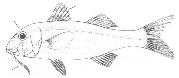Султанковые Чёрного моря (семейство Mullidae).