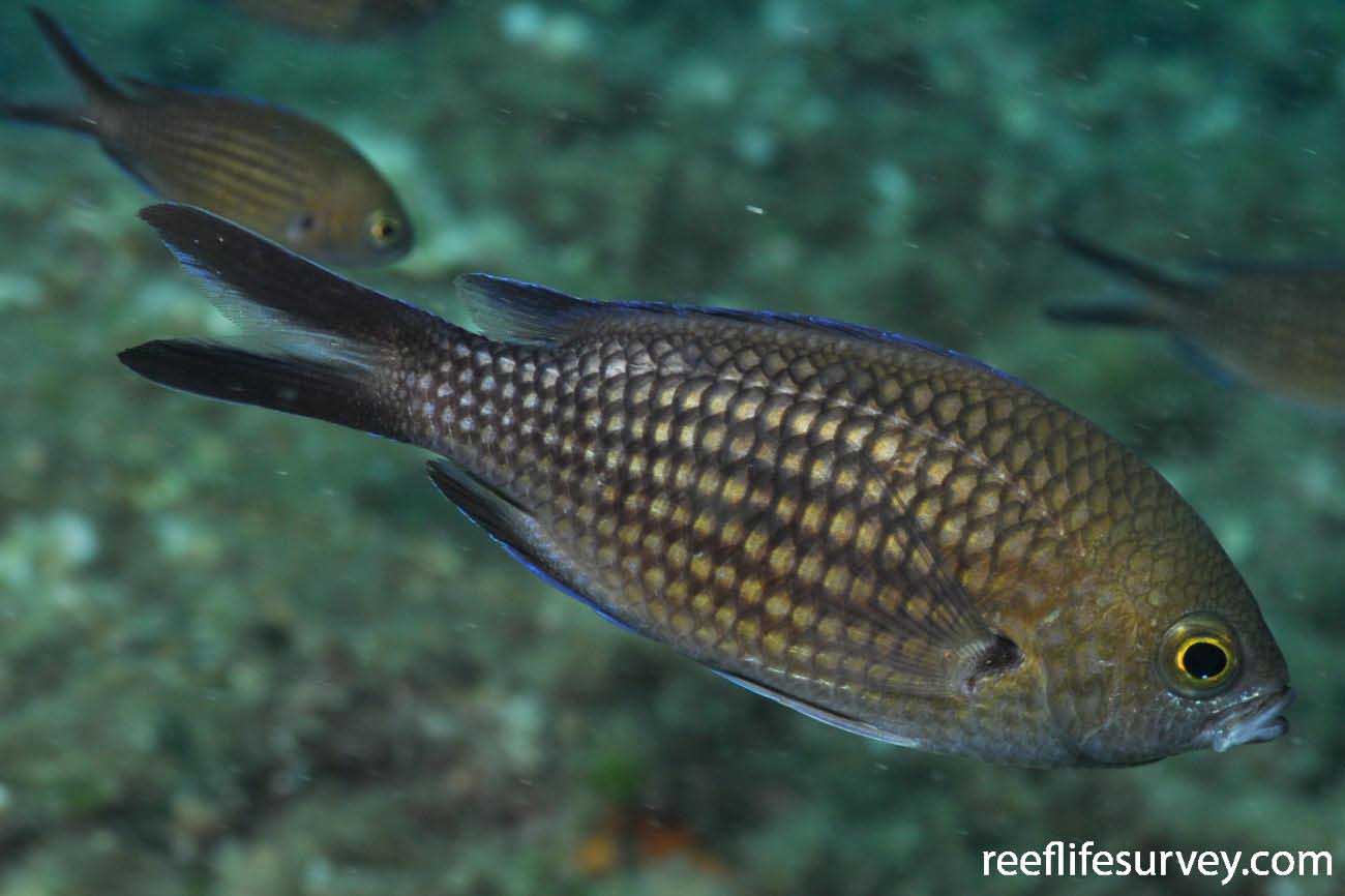 Chromis chromis — рыба-ласточка, монашка или зеленушка.
