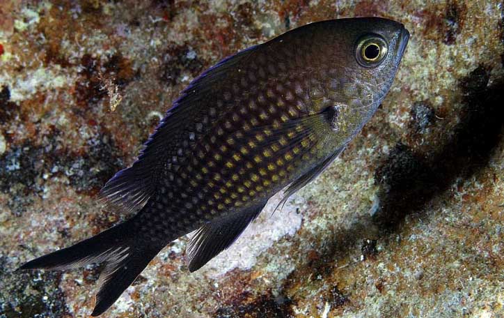 Помацентровые Чёрного моря (семейство Pomacentridae).
