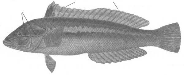 Губановые Чёрного моря (семейство Labridae).