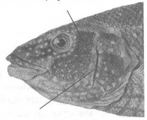 Губановые Чёрного моря (семейство Labridae).