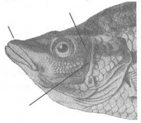 Symphodus scina (носатый губан).