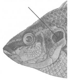 Crenilabrus ocellatus (глазчатый губан).