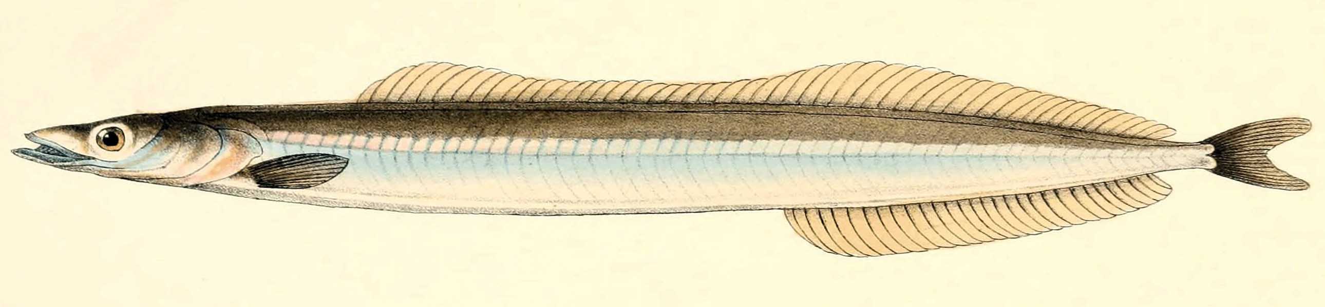 Песчанковые рыбы Чёрного моря (семейство Ammodytidae).