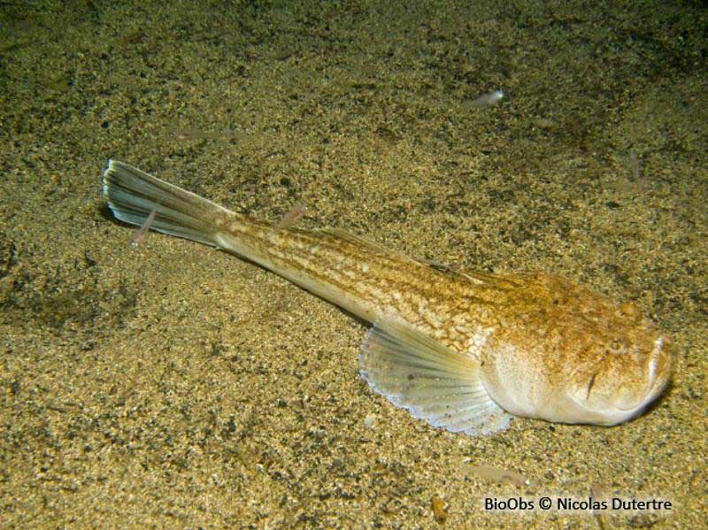 Звездочетовые рыбы Чёрного моря (семейство Uranoscopidae).